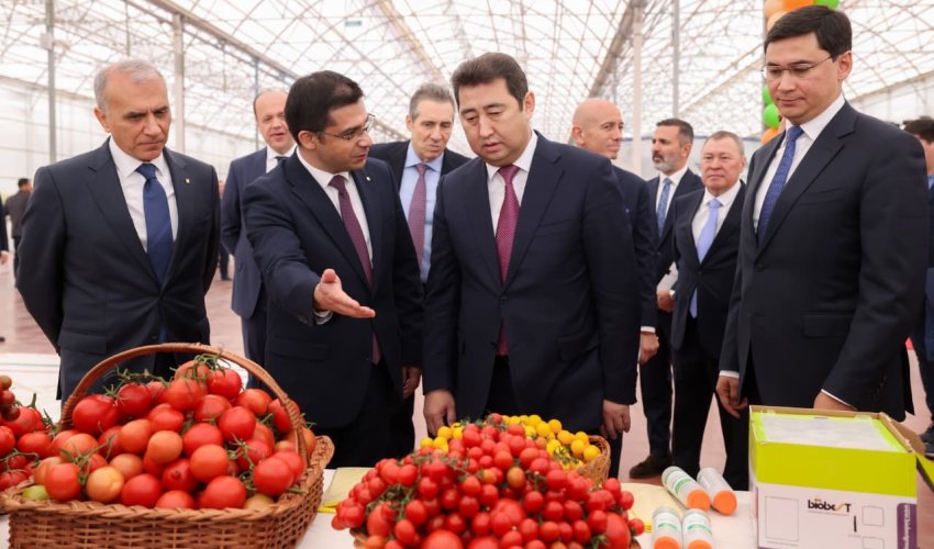 В ШЫМКЕНТЕ ПОЛУЧИЛИ ПЕРВЫЙ УРОЖАЙ ТОМАТОВ В ТЕПЛИЧНОМ КОМПЛЕКСЕ «ALSERA KZ»