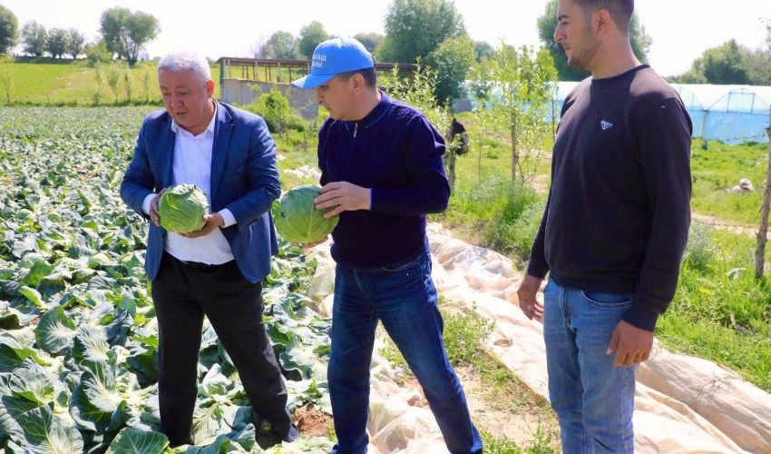 САРЫАҒАШ АУДАНЫНДА ЕРТЕ ПІСЕТІН ҚЫРЫҚҚАБАТТЫҢ АЛҒАШҚЫ ӨНІМІ ЖИНАЛА БАСТАДЫ