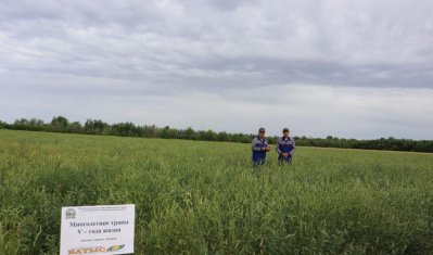 Қазақстандық ғалымдар тозған жайылымдарды қалпына келтіру технологиясын патенттеді