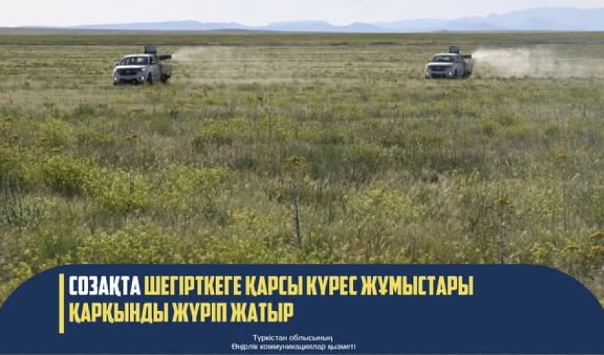 В СОЗАКЕ ПОЛНЫМ ХОДОМ ИДУТ РАБОТЫ ПО БОРЬБЕ С САРАНЧОЙ