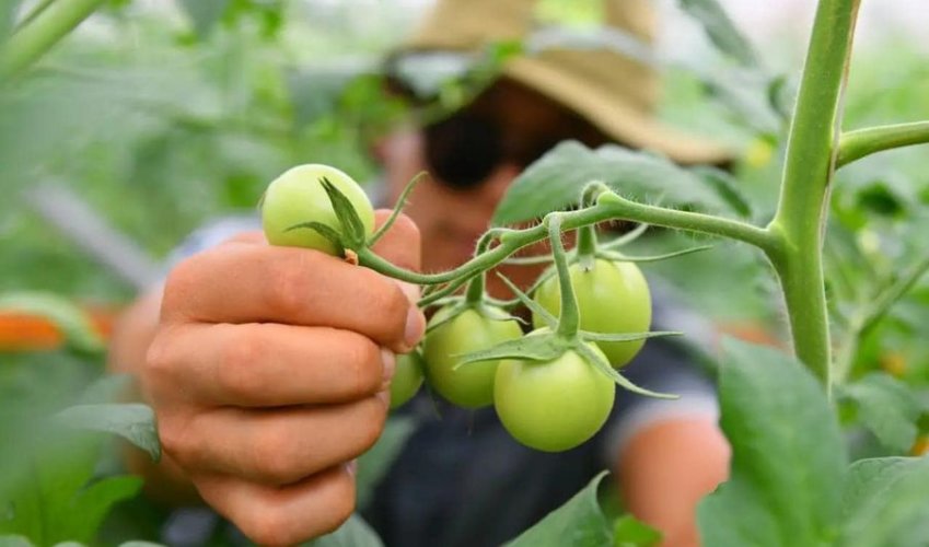 ШЫМКЕНТТЕ АУЫЛШАРУАШЫЛЫҒЫ ӨНІМДЕРІНІҢ ЭКСПОРТЫ АРТҚАН